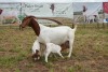 1+2X BOER GOAT DOE STUD PIETER SMITH