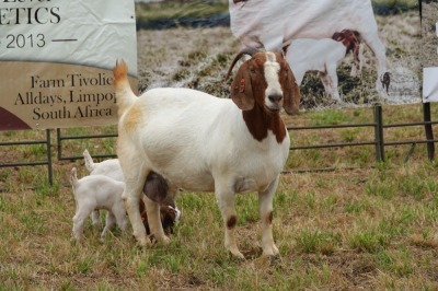 1+2X BOER GOAT DOE STUD PIETER SMITH