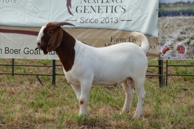 1X BOER GOAT BUCK PS PIETER SMITH