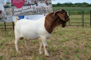 1X BOER GOAT BUCK FLOCK PIETER SMITH