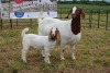 1+1X BOER GOAT DOE STUD PIETER SMITH