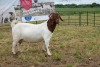 1X BOER GOAT DOE Pregnant - FLOCK PIETER SMITH