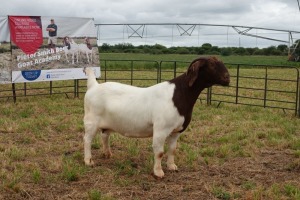 1X BOER GOAT DOE FLOCK PIETER SMITH