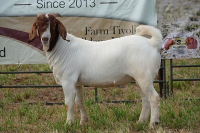 1X BOER GOAT BUCK PS PIETER SMITH