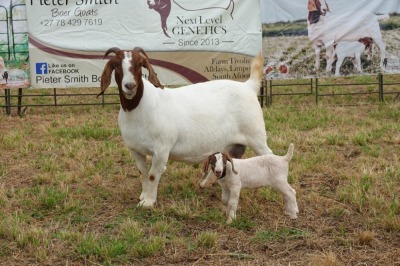 1X BOER GOAT DOE STUD PIETER SMITH