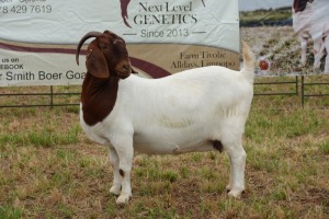 1X BOER GOAT DOE STUD PIETER SMITH