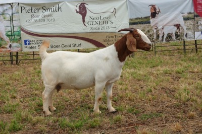 1X BOER GOAT DOE Pregnant - FLOCK PIETER SMITH