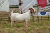 1X BOER GOAT DOE Pregnant - STUD PIETER SMITH