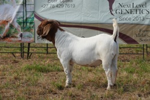 1X BOER GOAT BUCK FLOCK PIETER SMITH