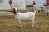 1X BOER GOAT DOE Pregnant - STUD PIETER SMITH