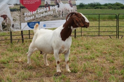 1X BOER GOAT DOE Pregnant - STUD PIETER SMITH