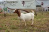 1X BOER GOAT DOE Pregnant - STUD PIETER SMITH