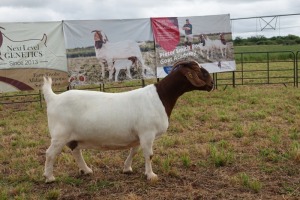 1X BOER GOAT DOE Pregnant - STUD PIETER SMITH