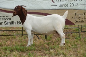 1X BOER GOAT DOE Pregnant - STUD PIETER SMITH