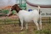 1X BOER GOAT DOE Pregnant - STUD PIETER SMITH