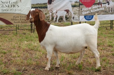 1X BOER GOAT DOE Pregnant - FLOCK PIETER SMITH