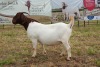 1X BOER GOAT DOE STUD PIETER SMITH