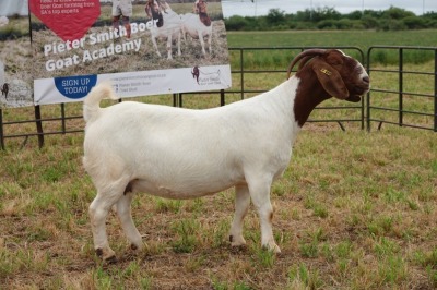 1X BOER GOAT DOE Pregnant - STUD PIETER SMITH