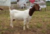 1X BOER GOAT DOE Pregnant - STUD PIETER SMITH