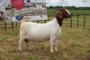 1X BOER GOAT DOE FLOCK PIETER SMITH