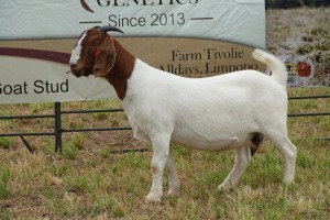 1X BOER GOAT DOE Pregnant - STUD PIETER SMITH