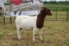 1X BOER GOAT DOE Pregnant - FLOCK PIETER SMITH