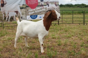 1X BOER GOAT DOE STUD PIETER SMITH