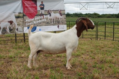 1X BOER GOAT DOE STUD PIETER SMITH