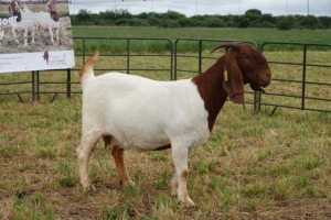 1X BOER GOAT DOE FLOCK PIETER SMITH