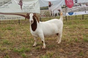 1X BOER GOAT DOE Pregnant - STUD PIETER SMITH