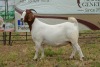 1X BOER GOAT DOE Pregnant - FLOCK PIETER SMITH