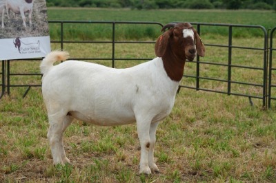 1X BOER GOAT DOE Pregnant - STUD PIETER SMITH