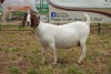 1X BOER GOAT DOE Pregnant - FLOCK PIETER SMITH