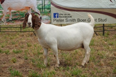 1X BOER GOAT DOE Pregnant - FLOCK PIETER SMITH