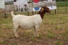 1X BOER GOAT DOE Pregnant - STUD PIETER SMITH