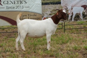 1X BOER GOAT DOE Pregnant - STUD PIETER SMITH