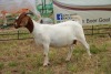 1X BOER GOAT DOE Pregnant - STUD PIETER SMITH - 3