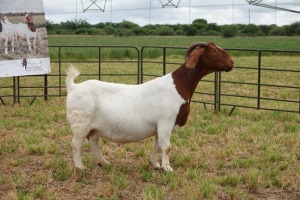 1X BOER GOAT DOE Pregnant - STUD PIETER SMITH