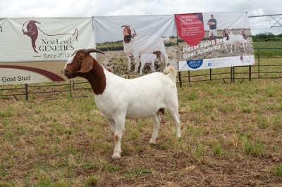 1X BOER GOAT DOE Pregnant - STUD PIETER SMITH