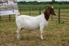 1X BOER GOAT DOE Pregnant - STUD PIETER SMITH