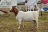 1X BOER GOAT DOE Pregnant - STUD PIETER SMITH - 3