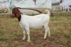 1X BOER GOAT DOE Pregnant - STUD PIETER SMITH