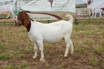 1X BOER GOAT DOE Pregnant - STUD PIETER SMITH