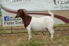 1X BOER GOAT DOE Pregnant - STUD PIETER SMITH