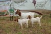 1+2X BOER GOAT DOE STUD PIETER SMITH