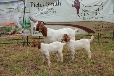 1+2X BOER GOAT DOE STUD PIETER SMITH