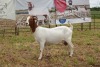 1+1X BOER GOAT DOE STUD PIETER SMITH