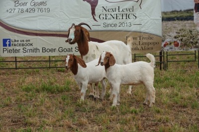 1+2X BOER GOAT DOE FLOCK PIETER SMITH