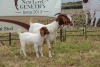 1+1X BOER GOAT DOE STUD PIETER SMITH