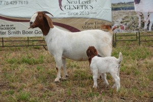 1+2X BOER GOAT DOE STUD PIETER SMITH